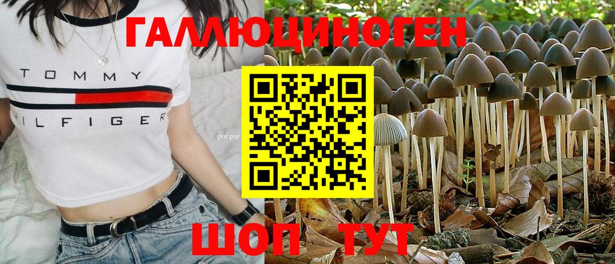 Тара  сколько стоит  Галлюциногенные грибы Cubensis  Вход с VPN  Галлюциногенные грибы Psilocybe 